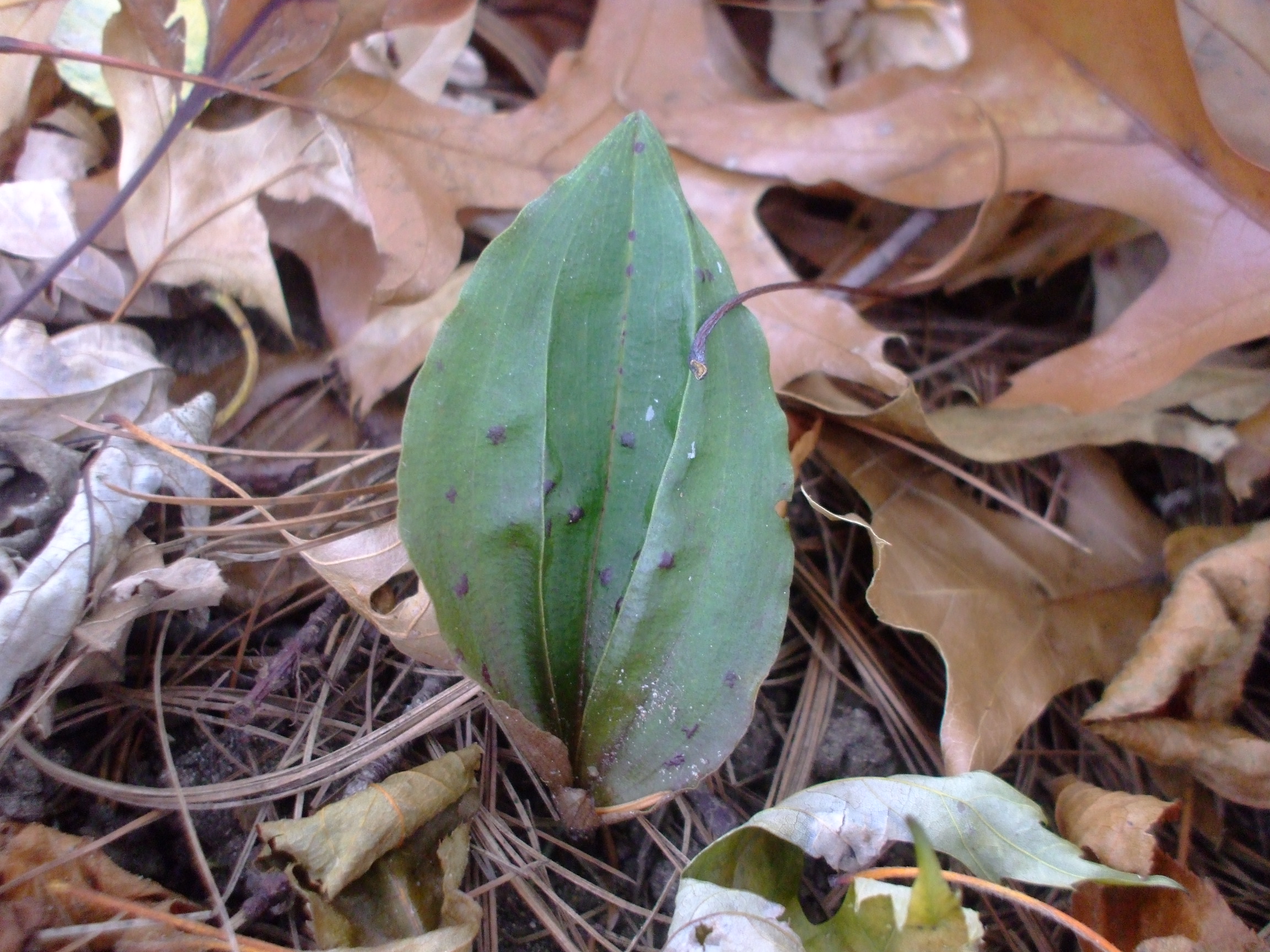Tipularia discolor